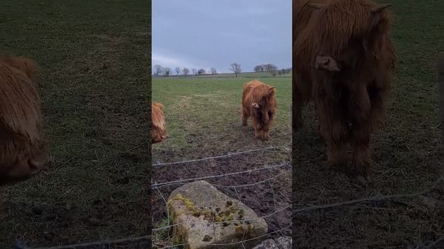 Волосатый шотландский бык #viral #top #video #travel #топ #видео #путешествия #reels #foryou смотреть онлайн