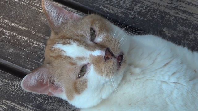 Gismo in der Sonne смотреть онлайн