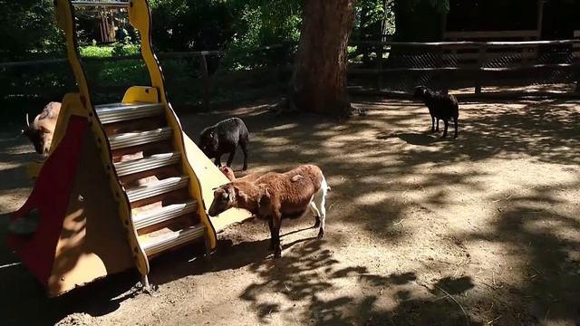 козлы блеют, я смеюсь смотреть онлайн