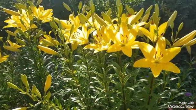 Лилии молочного цвета или кремового, можно сказать еще айвори 😍😍#лилии смотреть онлайн