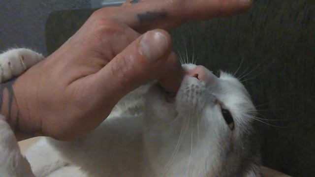 Кот сосун 😀 смотреть онлайн