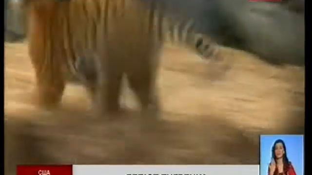 Редкий малайский тигренок впервые показался в зоопарке Флориды смотреть онлайн