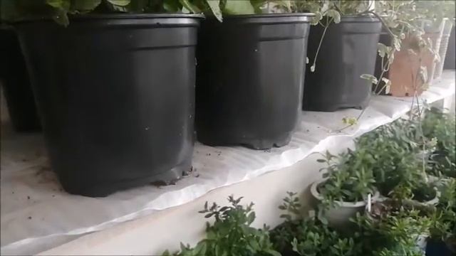 Сохранение черенками.Бегония серии Big Deluxe .Петуния серии Тайдал. смотреть онлайн