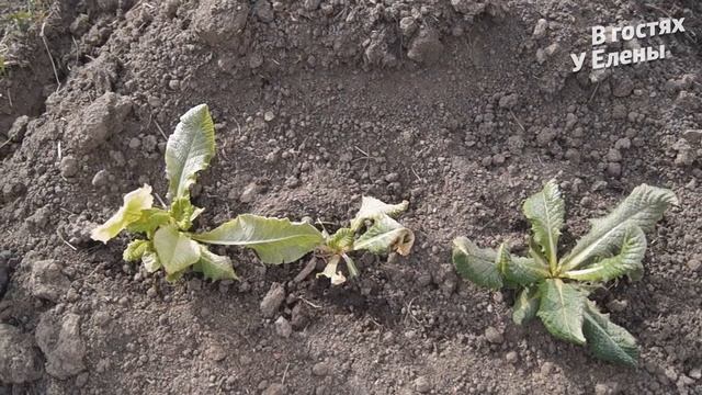 ДАЧА. НАЧИНАЮ ОФОРМЛЯТЬ АЛЬПИЙСКУЮ ГОРКУ. УБОРКА УЧАСТКА 2. смотреть онлайн