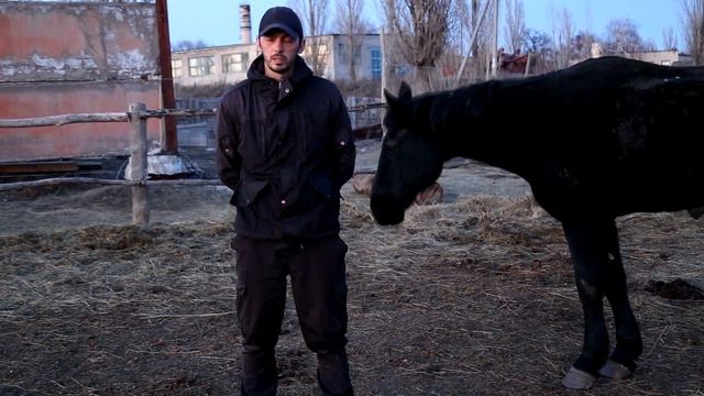 Карачаевская лошадь смотреть онлайн