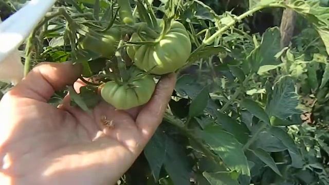 Томат Винная бутыль Магнум. смотреть онлайн