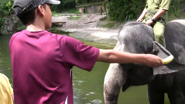 Singapore - Singapore Zoo - Feeding Elephants смотреть онлайн