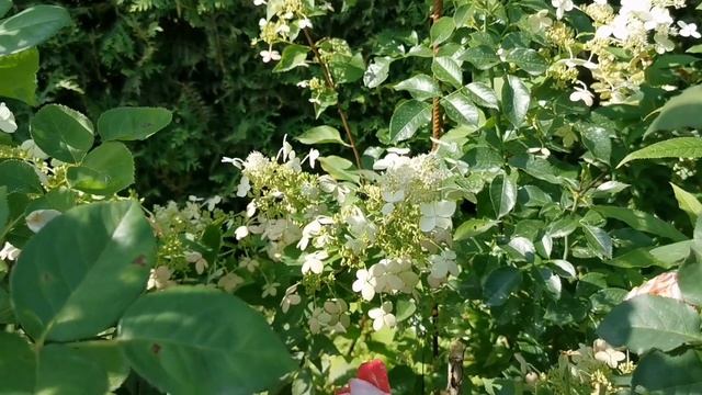 Об освещении в саду. Сад в вечернем и утреннем свете смотреть онлайн