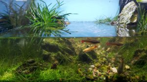 Обслуживание аквариума Ивагуми