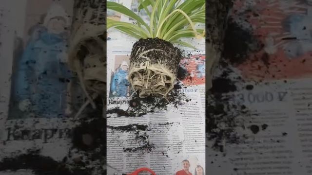 Как определить, когда пора пересаживать домашнее растение смотреть онлайн