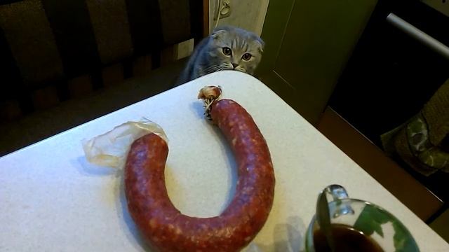 Котёнок хочет стащить колбасу смотреть онлайн
