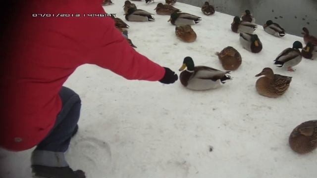 Серая шейка смотреть онлайн