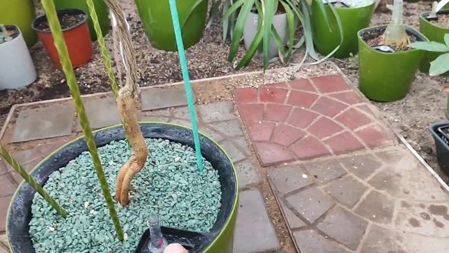 Лимон Мейер на автополиве 2023 смотреть онлайн