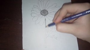 Как нарисовать ромашку карандашом