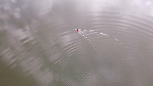 Открытие сезона карповой рыбалки на озере Криуши. смотреть онлайн