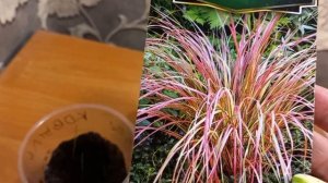 Пикировка пеннисетума и всходы ковыля.