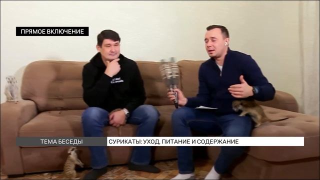 Красноярец завел в квартире 13 сурикатов: как за ними ухаживать? смотреть онлайн