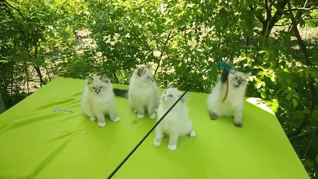 Питомник сибирских и невских маскарадных кошек "LARIMUR*UA". смотреть онлайн