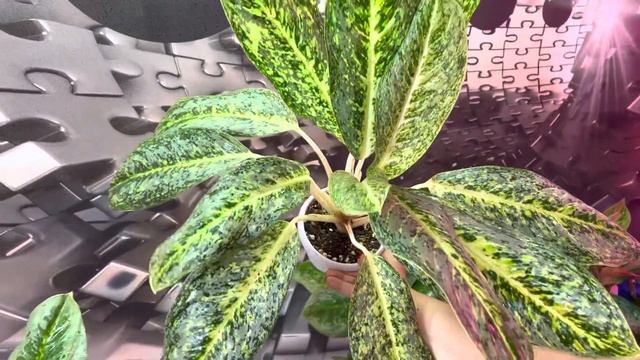Аглаонема Тонг Нопакун или Тонг Нопакун вайт ? Aglaonema Thong Nopakun смотреть онлайн