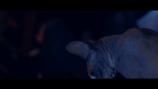 Pet Graveyard | Trailer | Georgina Jane | Claire-Maria Fox | Rita Di Tuccio смотреть онлайн