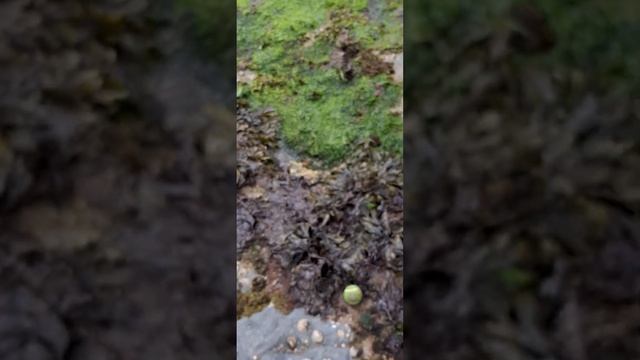 Bodhi Cornish beach adventures смотреть онлайн