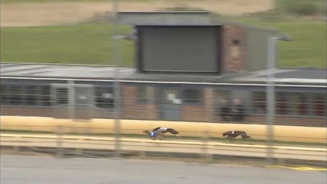 Greyhound 2023- 08.05.2023 Trial 4 смотреть онлайн