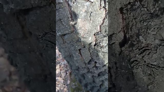 Лечение деревом смотреть онлайн