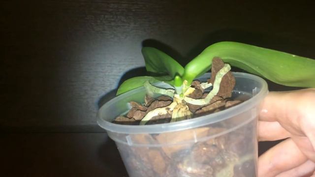 Phal. Malibu IMP показывает.