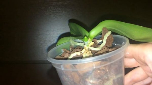 Phal. Malibu IMP показывает.