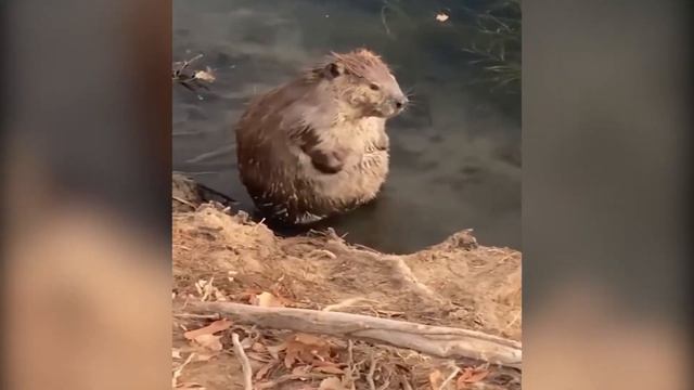 Бобр курва, я пердоле!