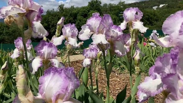 Крым. Ялта. Ирисы! Никитский ботанический сад. смотреть онлайн