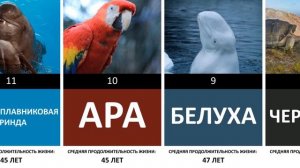 Сколько лет живут животные | Продолжительность жизни животных