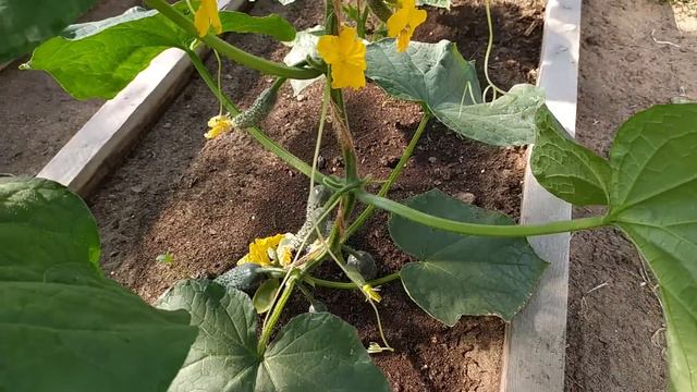 Обзор огорода. 2 июля. смотреть онлайн