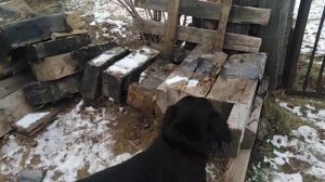 Кормление свиней сеном