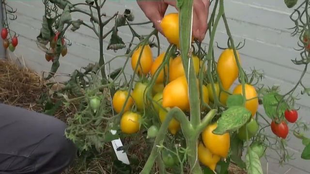 Georg Müller, Thüringen, minGarta uf Weag, 25 08.2014 смотреть онлайн