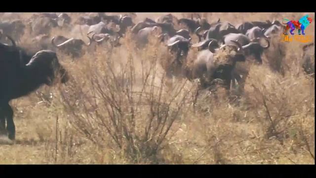 Wild Fauna / Братья Львы / Создание прайда