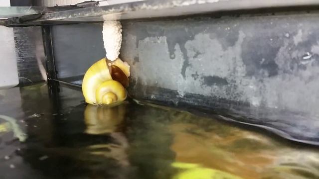 Ампулярия откладывает икру