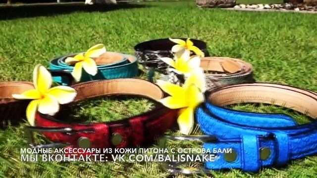 Модные ремни из кожи питона с острова Бали (Индонезия) смотреть онлайн