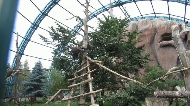 №3844 02 08 2023 Хищные птицы смотреть онлайн