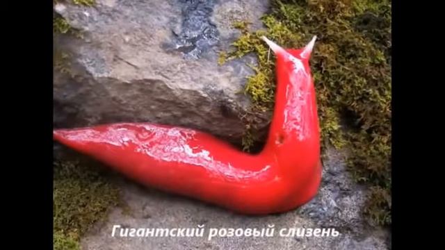 Топ.Самые необычные животные. Природа. смотреть онлайн