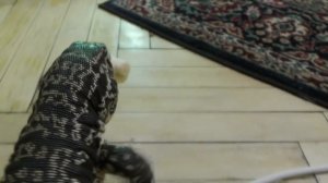 Что если дать ящеру целый банан?