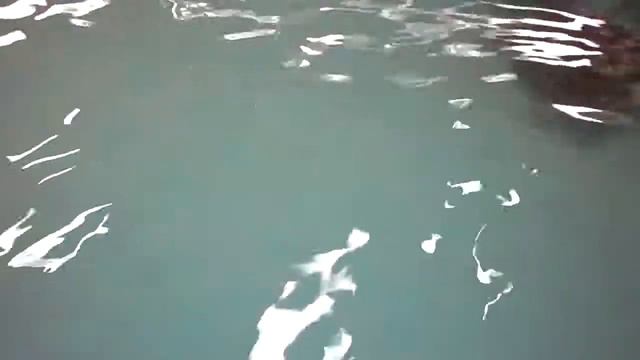 раненая акулой черепаха. смотреть онлайн