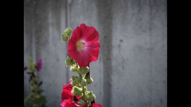 Fujifilm GFX 50S II Sample Images [Photo Gallery] Compact Camera w/ Large Format Sensor + IBIS смотреть онлайн