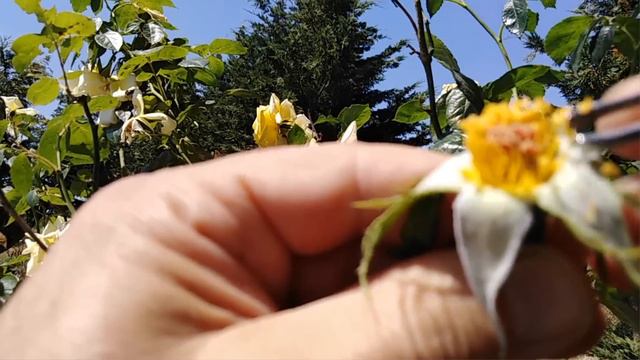 IBRIDO della ROSA come si fa ed i trucchi смотреть онлайн