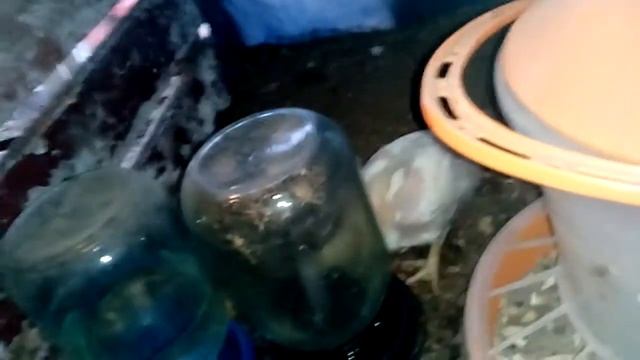 Бройлерам РОСС 308- три недели смотреть онлайн