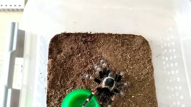обед паука птицееда Brachypelma Auratum
