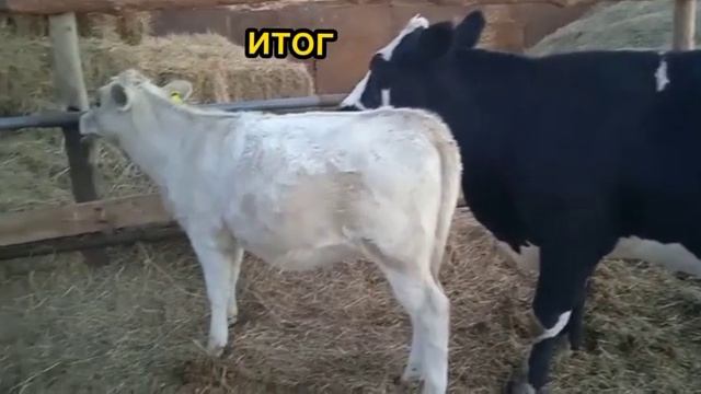 телята от Аулиеколских быков. полукровки смотреть онлайн