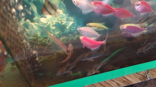 Птичий рынок аквариумных рыб в Латвии. Содержание и уход смотреть онлайн