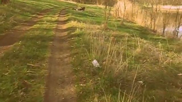 бобрята бешенные :DD смотреть онлайн