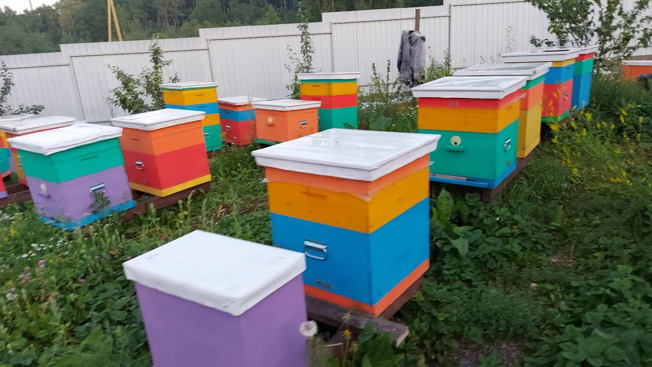 Виктор Пчеловод